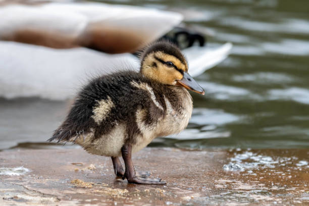 istock Baby Mallard Ducklings Feeding on the Waters Edge 1148066203