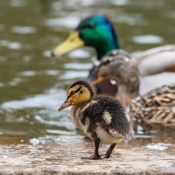 istock Baby Mallard Ducklings Feeding on the Waters Edge 1148066229