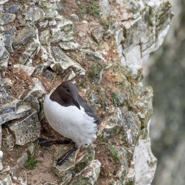 istock A Guillemot Standing on a Cliff Ledge at Bempton Cliffs 1148066300
