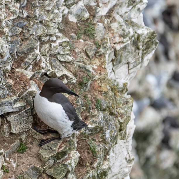istock A Guillemot Standing on a Cliff Ledge at Bempton Cliffs 1148066343