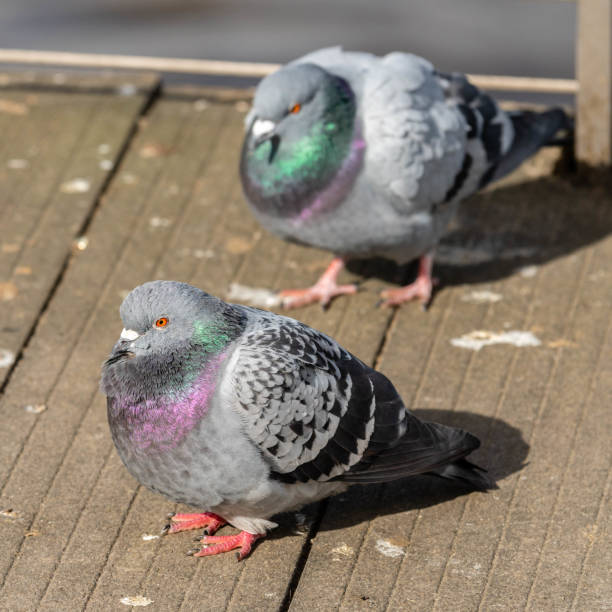 istock Common Pigeon Flirting with a Female 1148066881