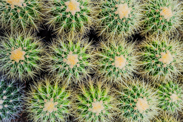 istock Green Cactus plant pattern top view. Natural background. green texture background. 1148067736