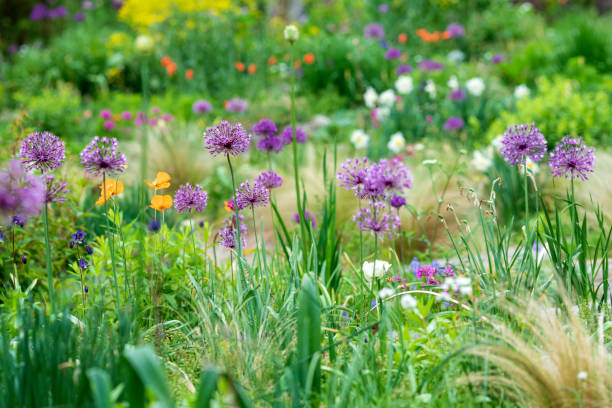 istock Ornamental Onion in Garden 1148067758