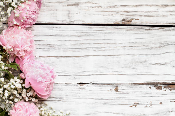 istock Pink Peonies and Baby's Breath flowers over a white rustic wood table 1148068629