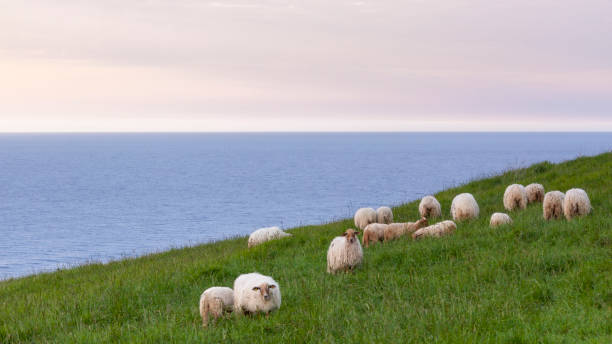 istock Latxa sheep pasturing by the sea 1148071423