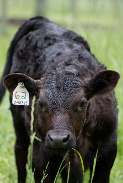 istock Farms and Cows, Cattle and calves 1148078445