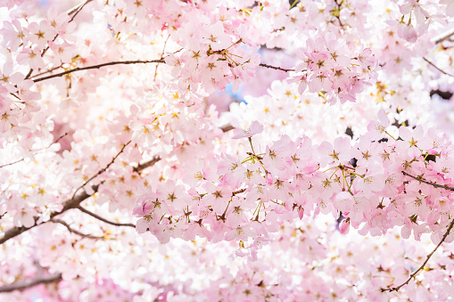 Primer plano de vibrantes flores de cerezo rosa en rama de árbol de Sakura con pétalos de flores esponjosos en primavera en Washington DC con luz solar y luz de fondo photo