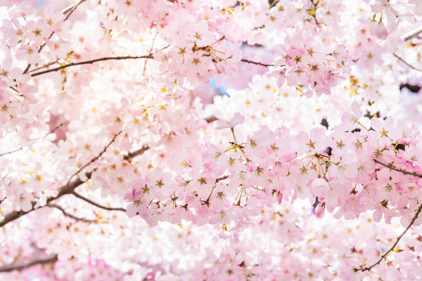 closeup bunga sakura merah muda yang semarak di cabang pohon sakura dengan kelopak bunga berbulu di musim semi di washington dc dengan sinar matahari dan lampu latar - bunga sakura potret stok, foto, & gambar bebas royalti