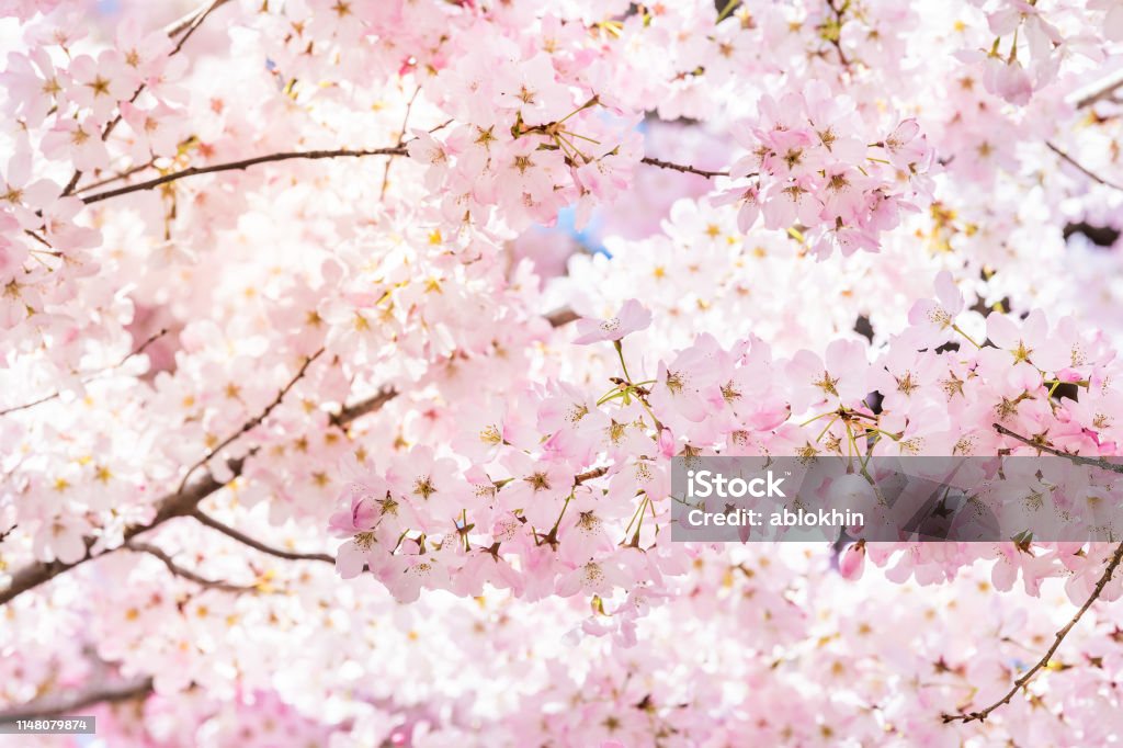 春に太陽の光とバックライトを浴びたワシントン DC の花のふわふわした花びらと桜の木の枝に鮮やかなピンクの桜のクローズアップ - 桜の花のロイヤリティフリーストックフォト