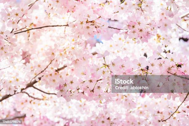 春に太陽の光とバックライトを浴びたワシントン Dc の花のふわふわした花びらと桜の木の枝に鮮やかなピンクの桜のクローズアップ - 桜の花のストックフォトや画像を多数ご用意