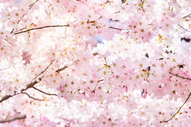 Photo of Closeup of vibrant pink cherry blossoms on sakura tree branch with fluffy flower petals in spring at Washington DC with sunlight and backlight