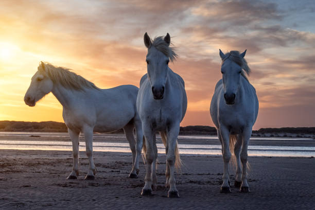 istock Horses in Camargue 1148080089