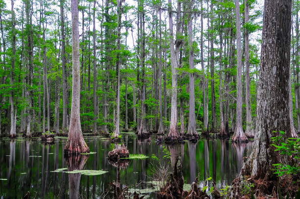 istock The Cypress Swamp 1148080189