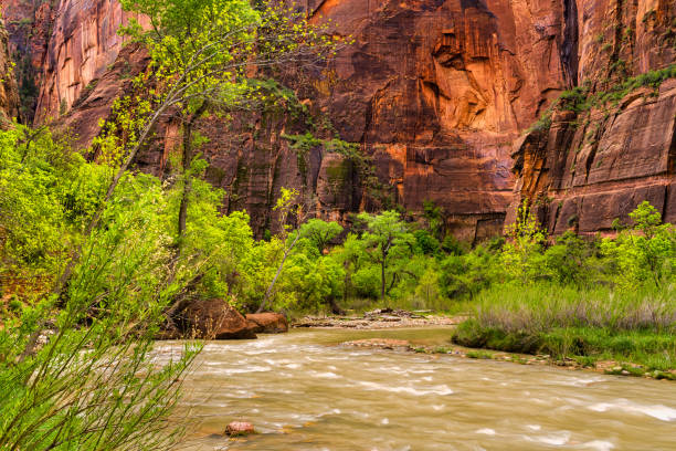 Canyon and Virgin River With Early Evening Light. Light Drizzle Makes the Colors Pop On the Canyon Walls. Powerful, Looming Walls.  Silk Water.