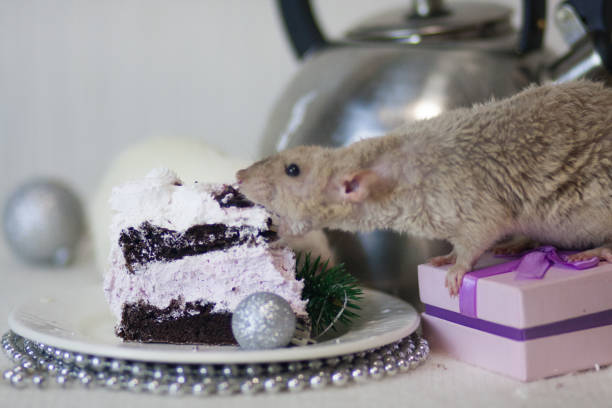 The concept of decoration for the kitchen table. New Year's table. White rat eating cake. White mouse on the holiday table. New Year's rat.