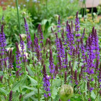 A depth of field view of bright blue garden sage in full bloom