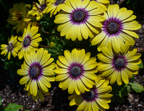 Vibrant African Daisies are loving the sunlight.