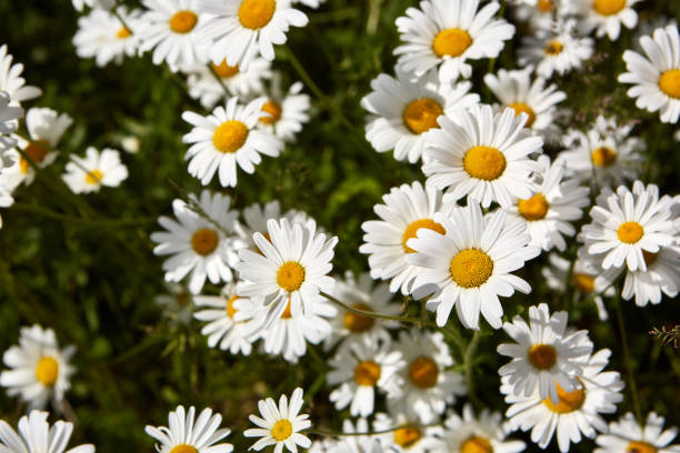 istock Spring or summer background of camomiles 1148090158