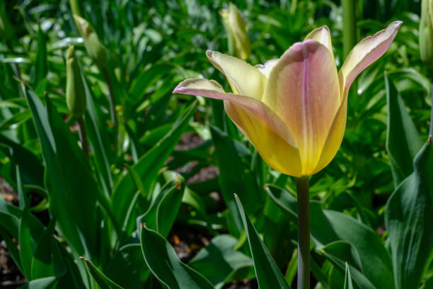 istock A bright tulip absorbing sun 1148090223