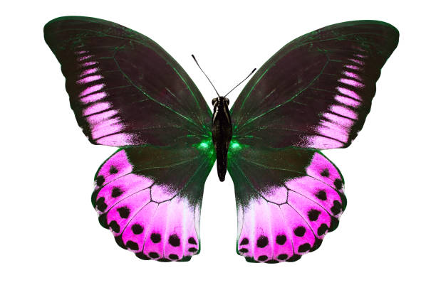 istock tropical purple butterfly. isolated on white background 1148091979