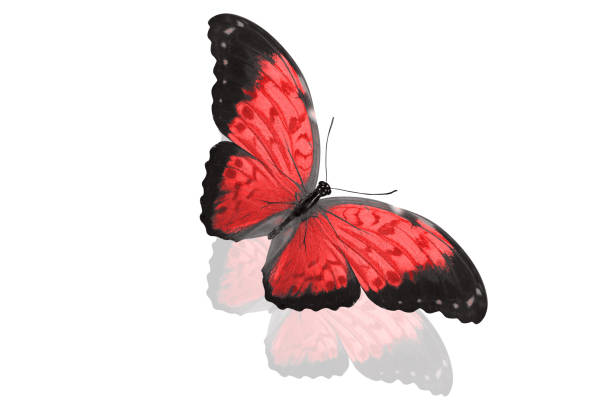 istock tropical red butterfly. isolated on white 1148092159