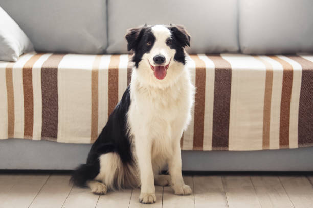 istock Small dog sitting near sofa at home 1148093038