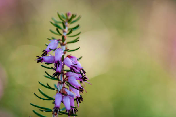 Flowers Spring Heath forest Erica carnea