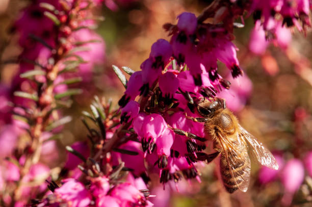istock Flowers Spring Heath forest Erica carnea 1148093213