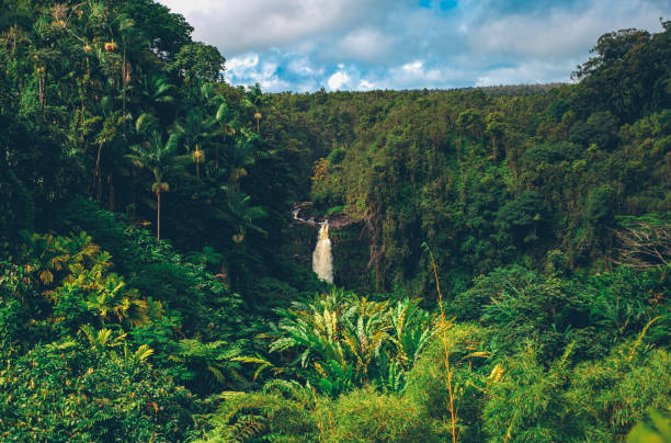 giungla delle hawaii con fiumi e alberi - hawaii islands big island waterfall nobody foto e immagini stock