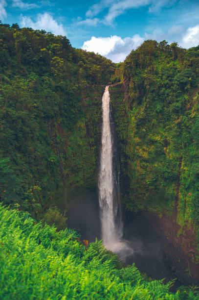hawaii jungle con ríos y árboles - hawaii islands big island waterfall nobody fotografías e imágenes de stock