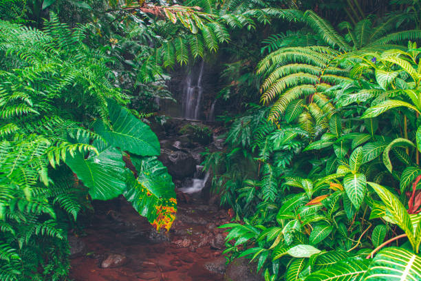 istock Hawaii Jungle with rivers and trees 1148095367