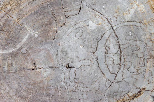 istock Wood table floor with natural pattern texture. Empty template  wood board can be used as background. 1148097151