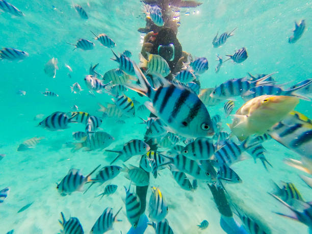 istock Many Clown fish with Diver taking photo underwater 1148107776