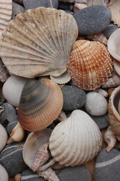 istock Various shells of coastline spread on the beach 1148117572