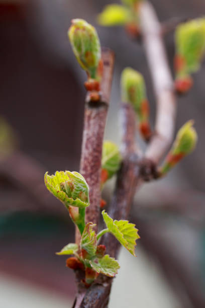istock sprout of grapes 1148119273