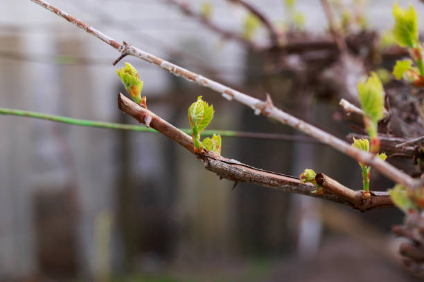 istock sprout of grapes 1148119291