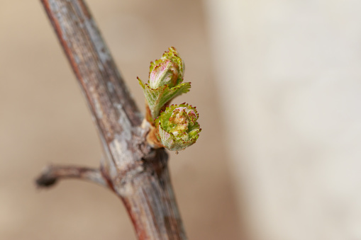 young sprout of grapes on a blurred background