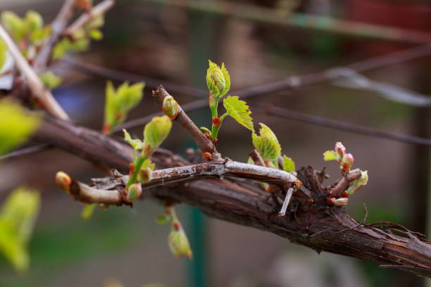 sprout of grapes