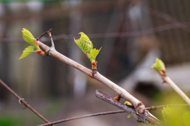 istock sprout of grapes 1148119886