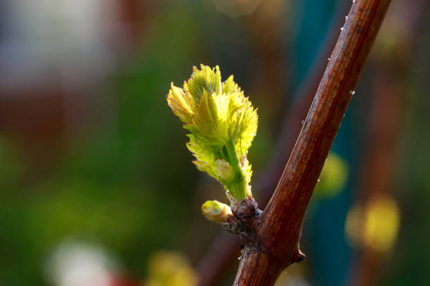 istock sprout of grapes 1148119994
