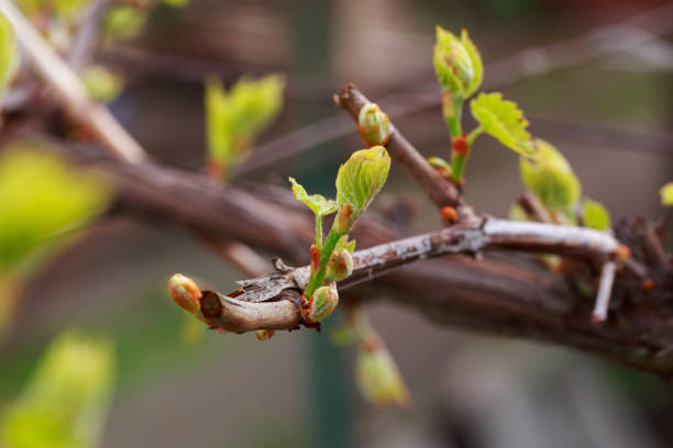 istock sprout of grapes 1148120014