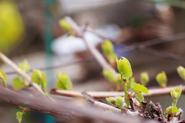 istock sprout of grapes 1148120023