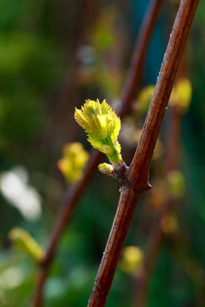 istock sprout of grapes 1148120101