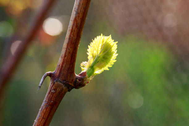 istock sprout of grapes 1148120133