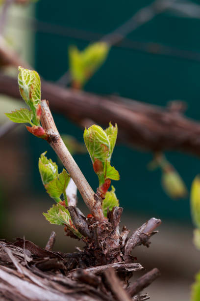 istock sprout of grapes 1148120156