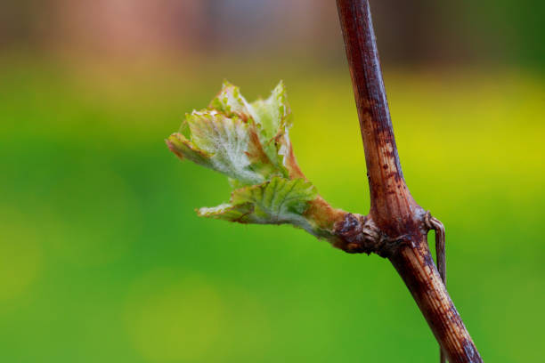 istock sprout of grapes 1148120170