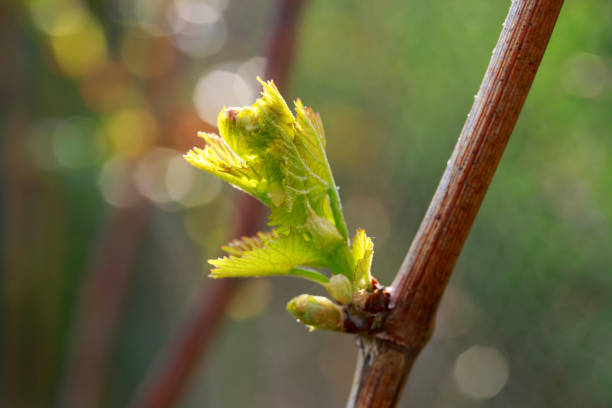 istock sprout of grapes 1148120176