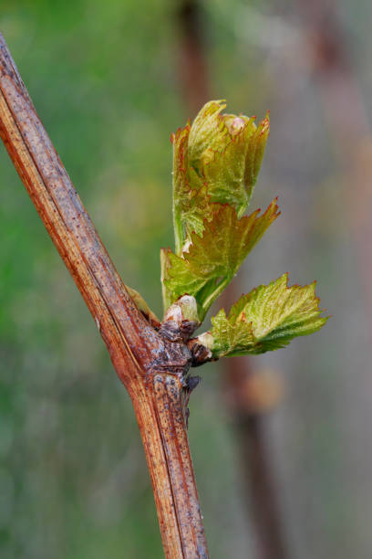 istock sprout of grapes 1148120241