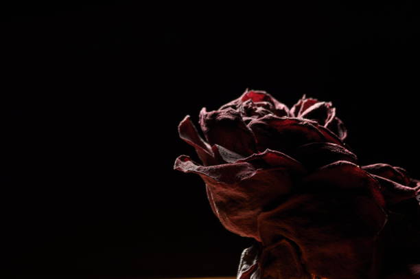 istock Dried rose flower. Valentine's Day. Love and trust. 1148120365