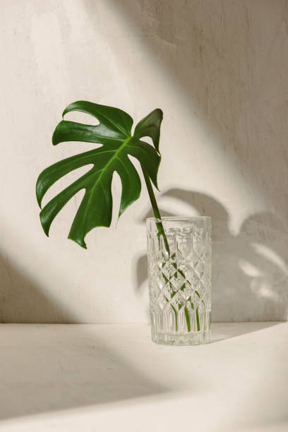 istock Leaf in a glass of water on a white table 1148120388